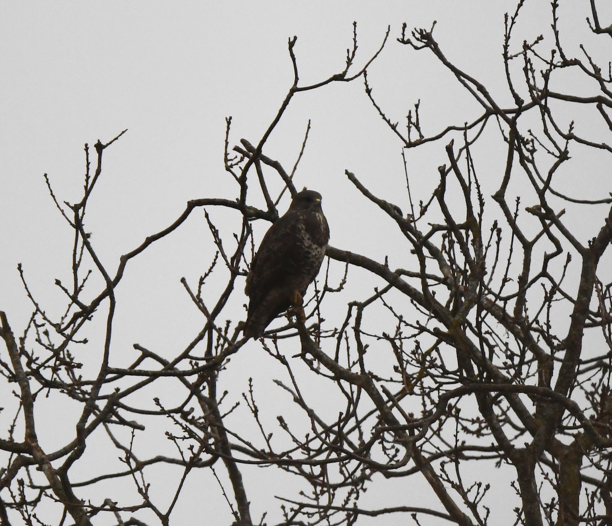 Buse variable (buteo) - ML642902246