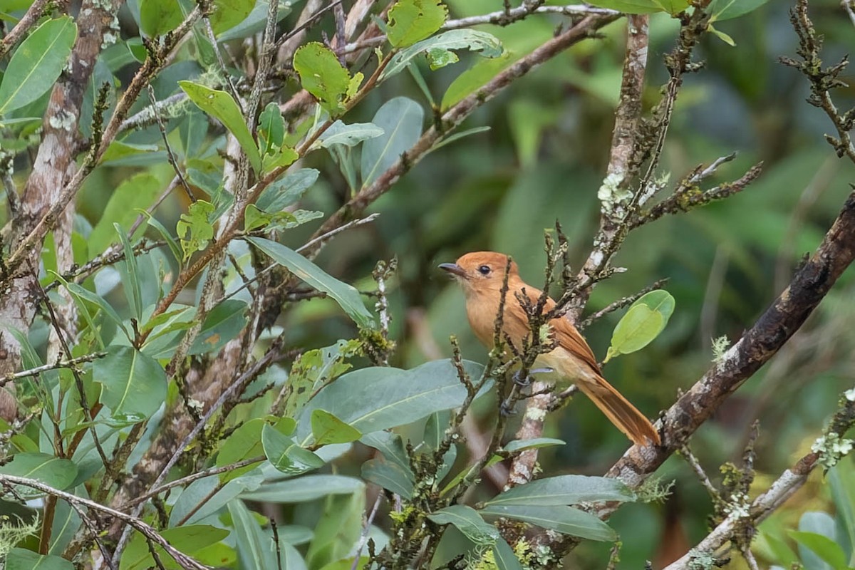 Rufous Casiornis - ML642902258