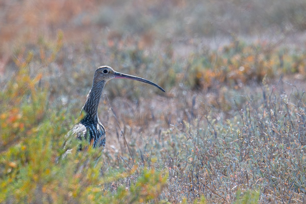 Eurasian Curlew - ML642902261