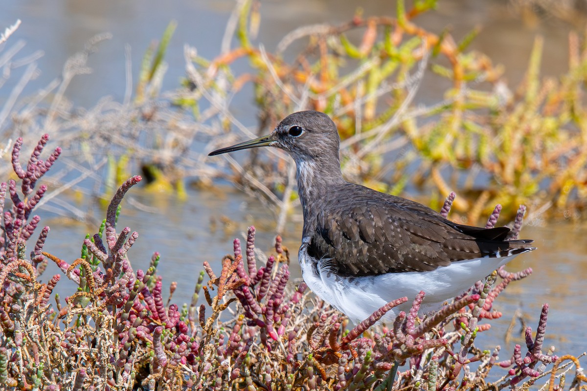 Waldwasserläufer - ML642902265