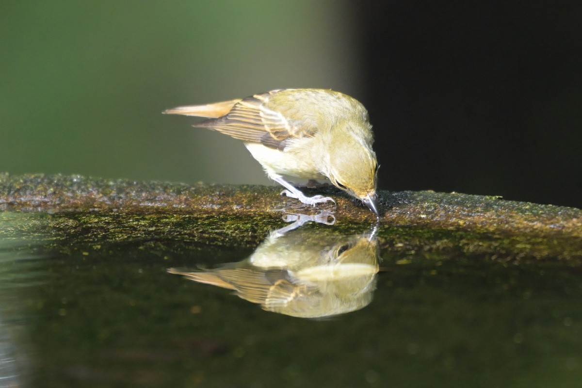 Narcissus Flycatcher - ML642902273