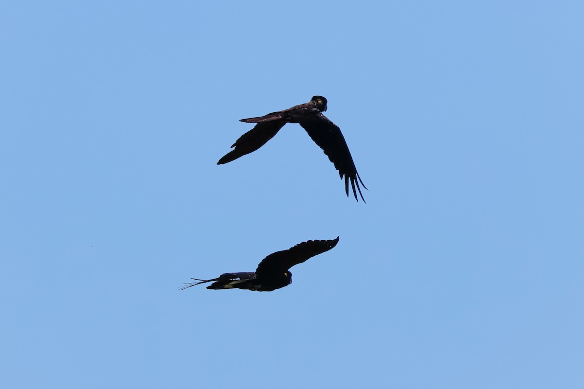 Yellow-tailed Black-Cockatoo - ML642902275