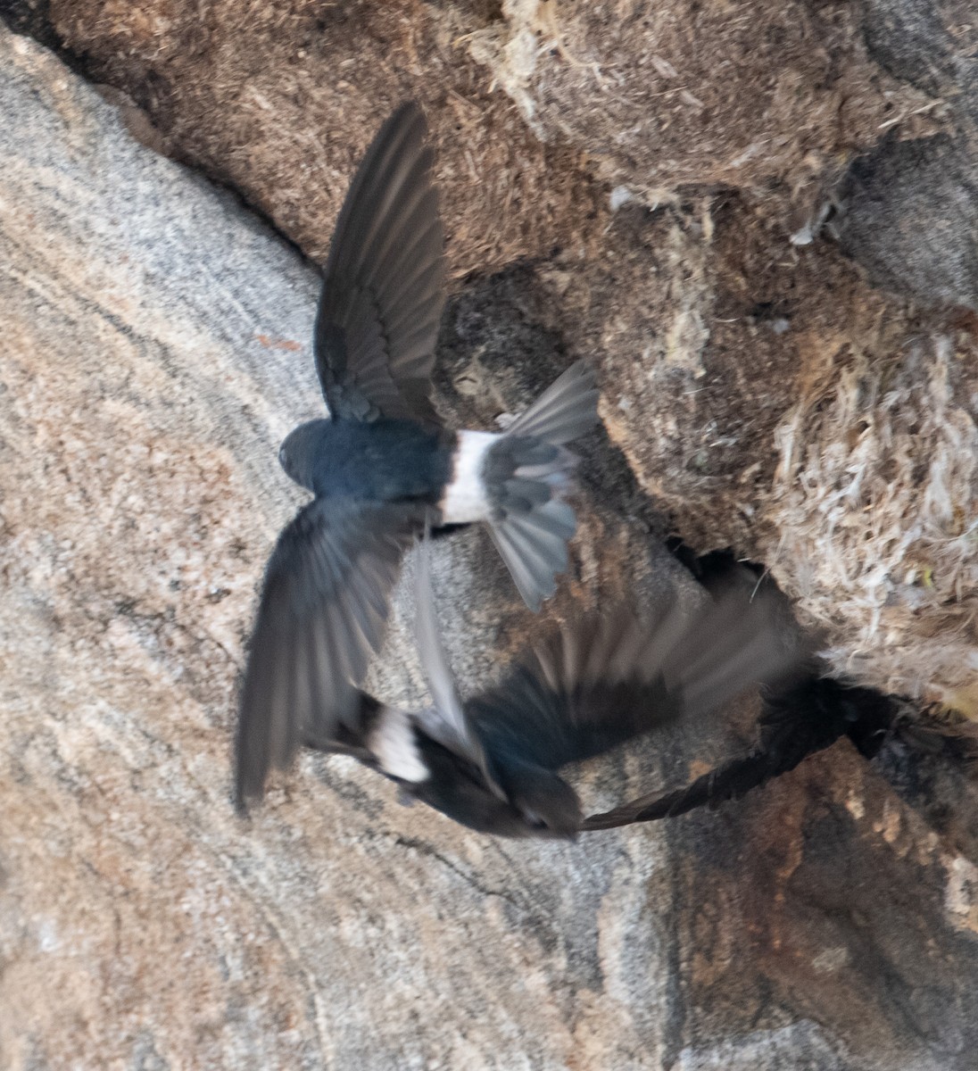 Little Swift - ML642902276