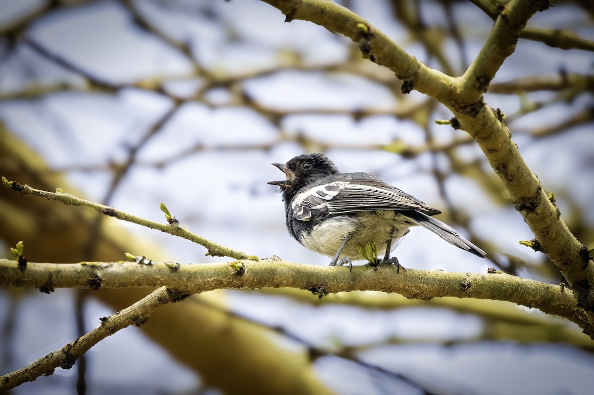 White-bellied Tit - ML642902288