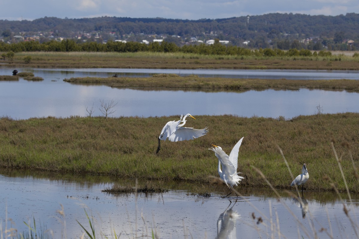 Great Egret - ML642902293