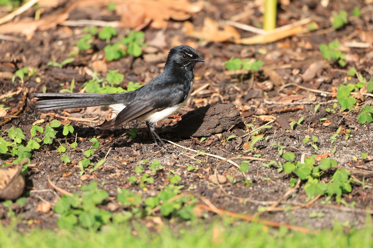Willie-wagtail - ML642902297