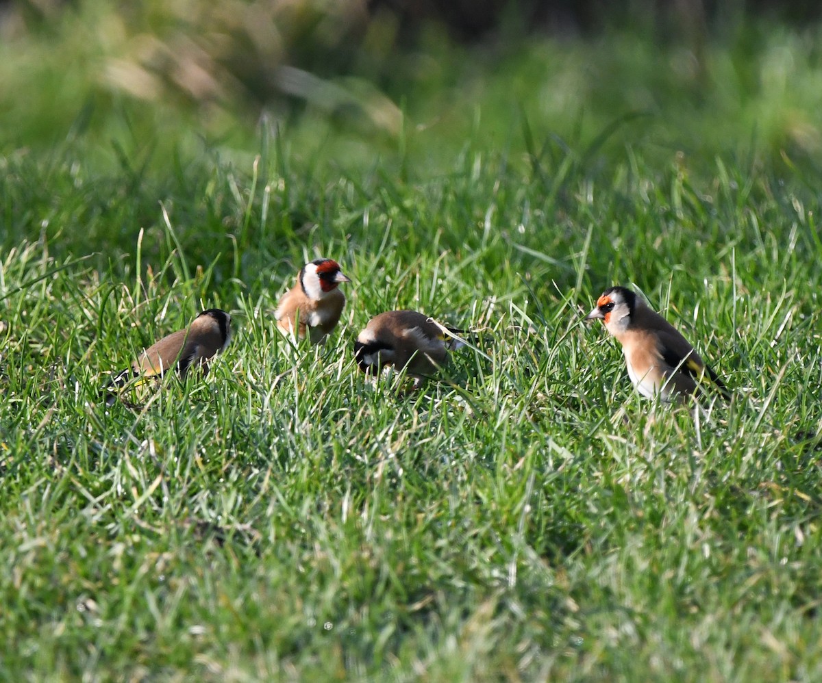 European Goldfinch - ML642902298