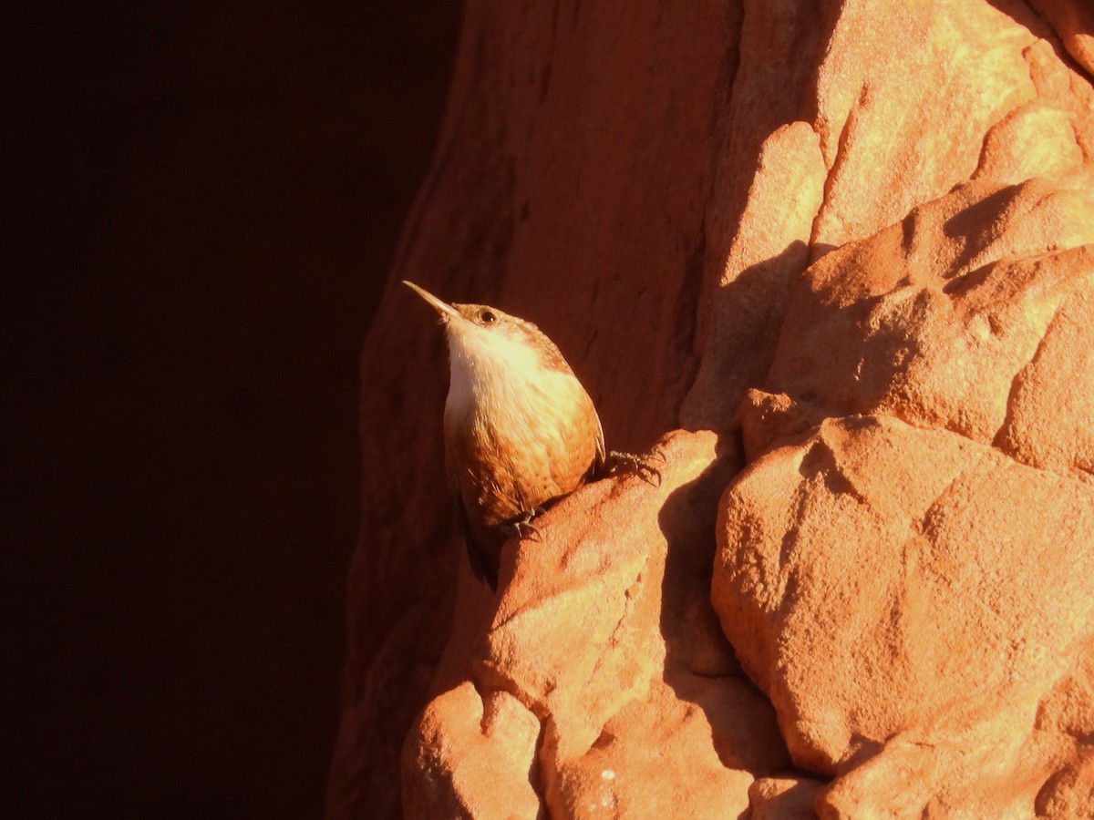 Canyon Wren - ML642902305