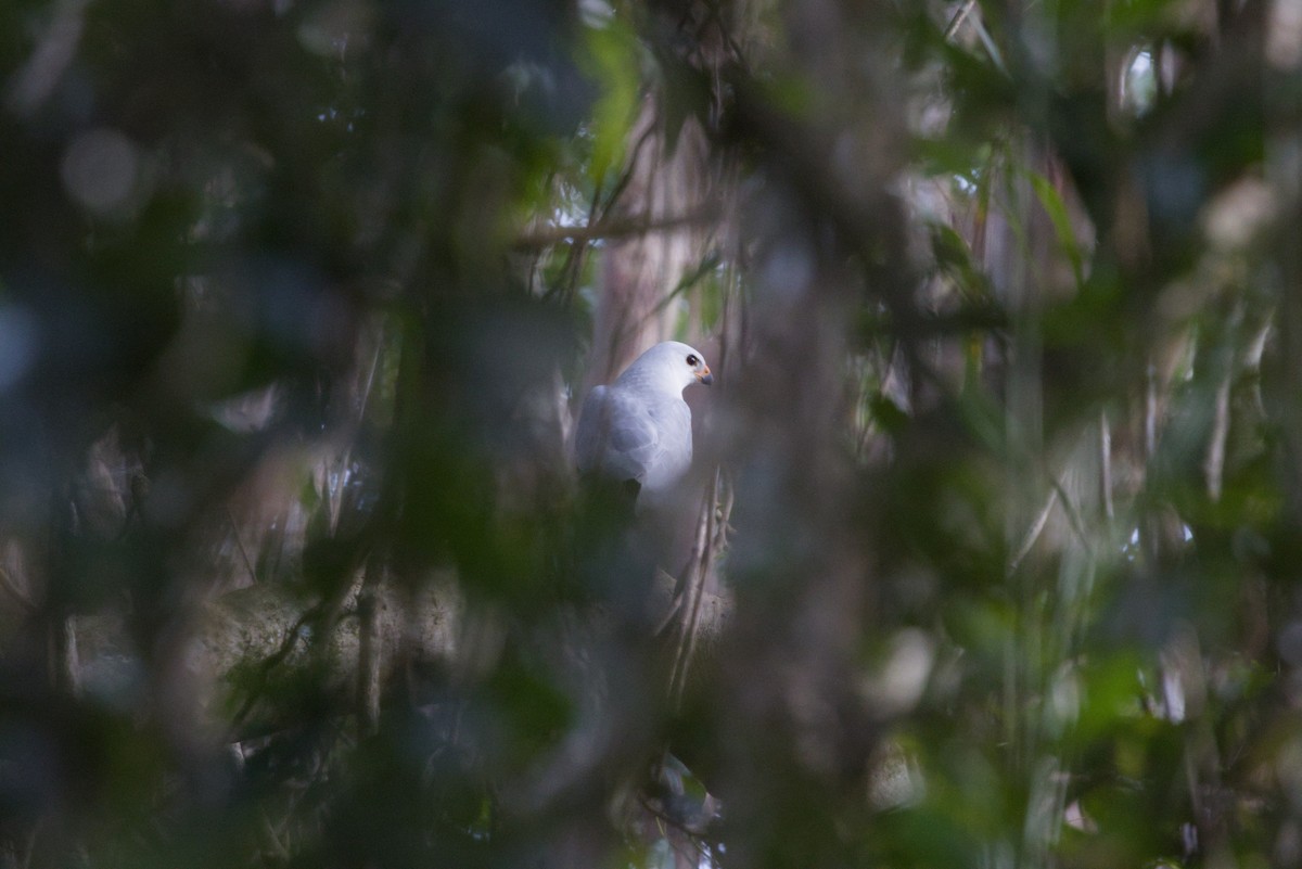 Gray Goshawk - ML642902308