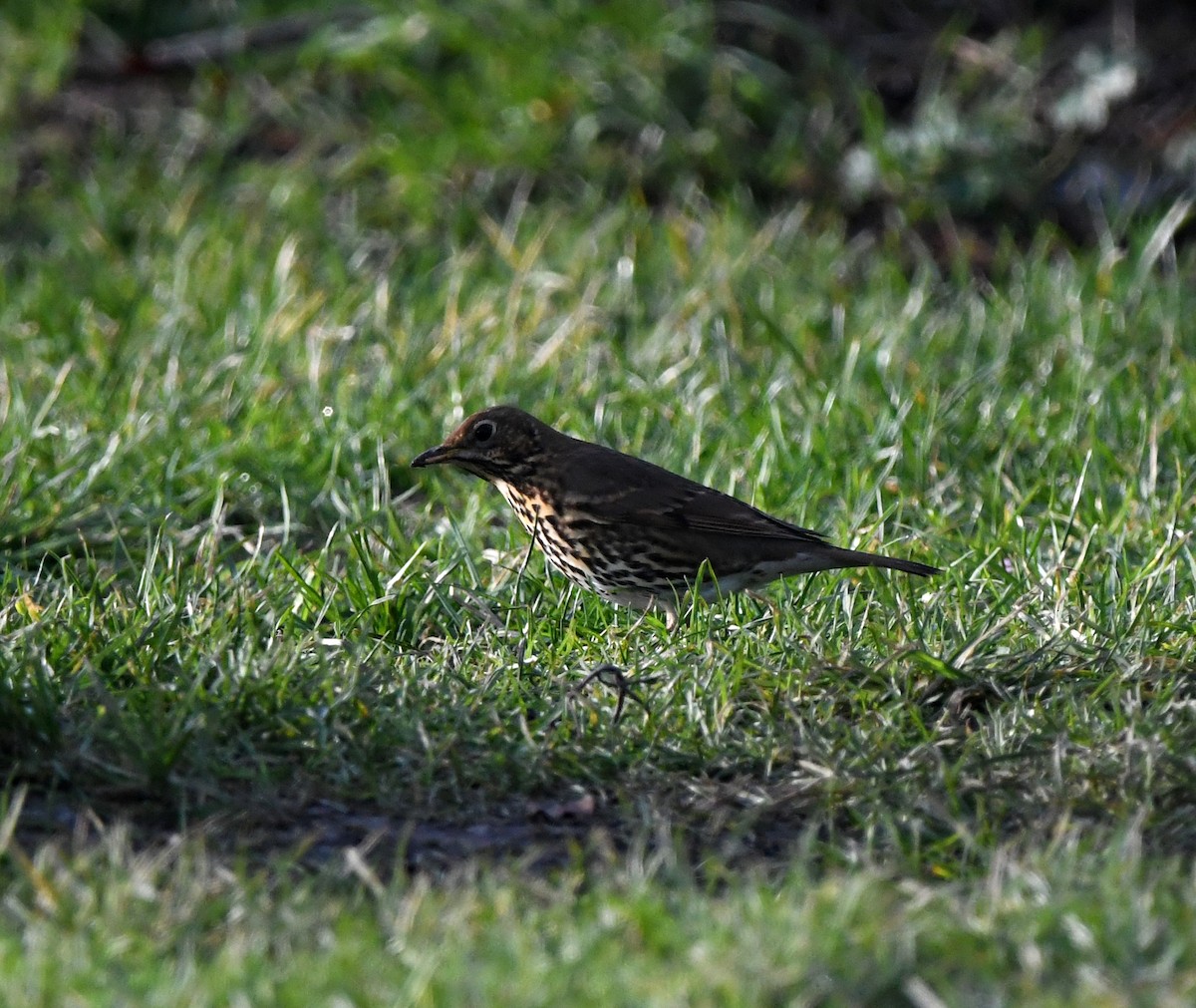 Song Thrush - ML642902309