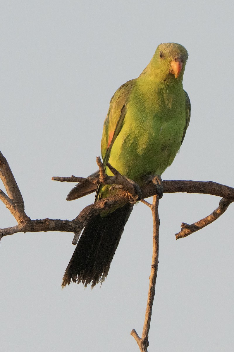 Red-winged Parrot - ML642902312
