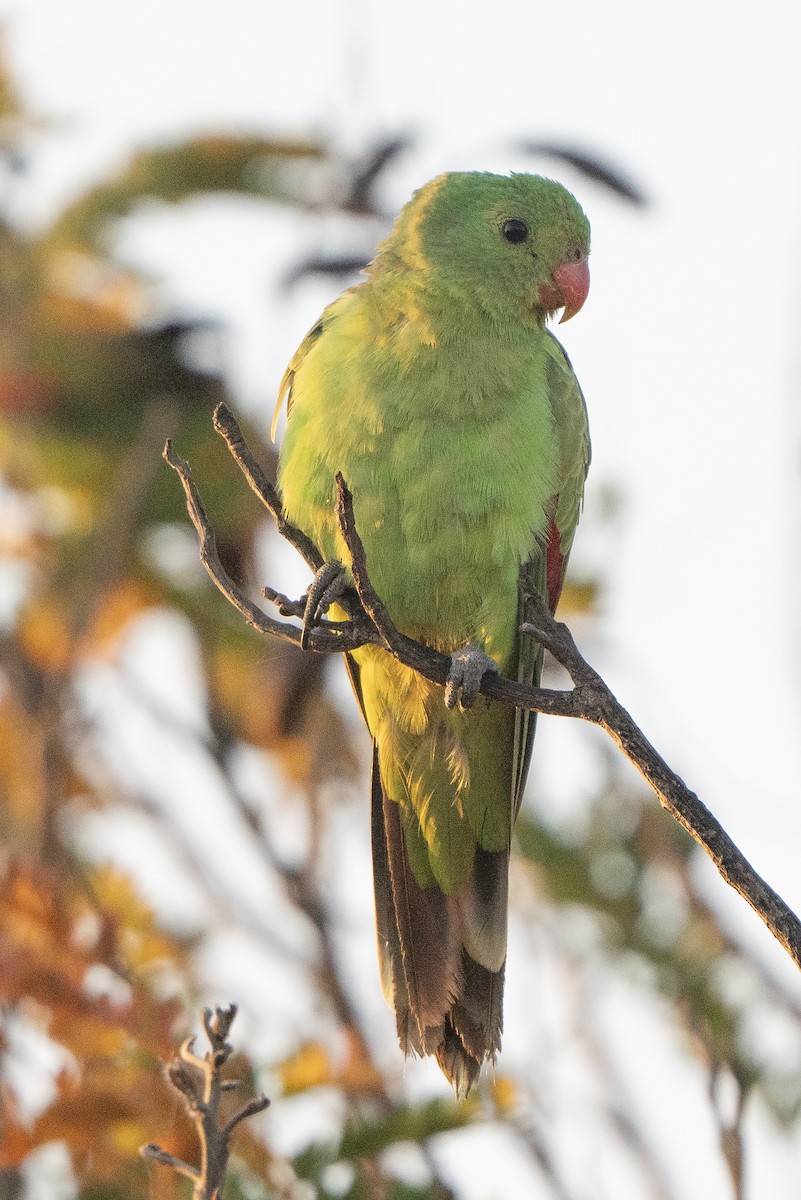 Red-winged Parrot - ML642902313
