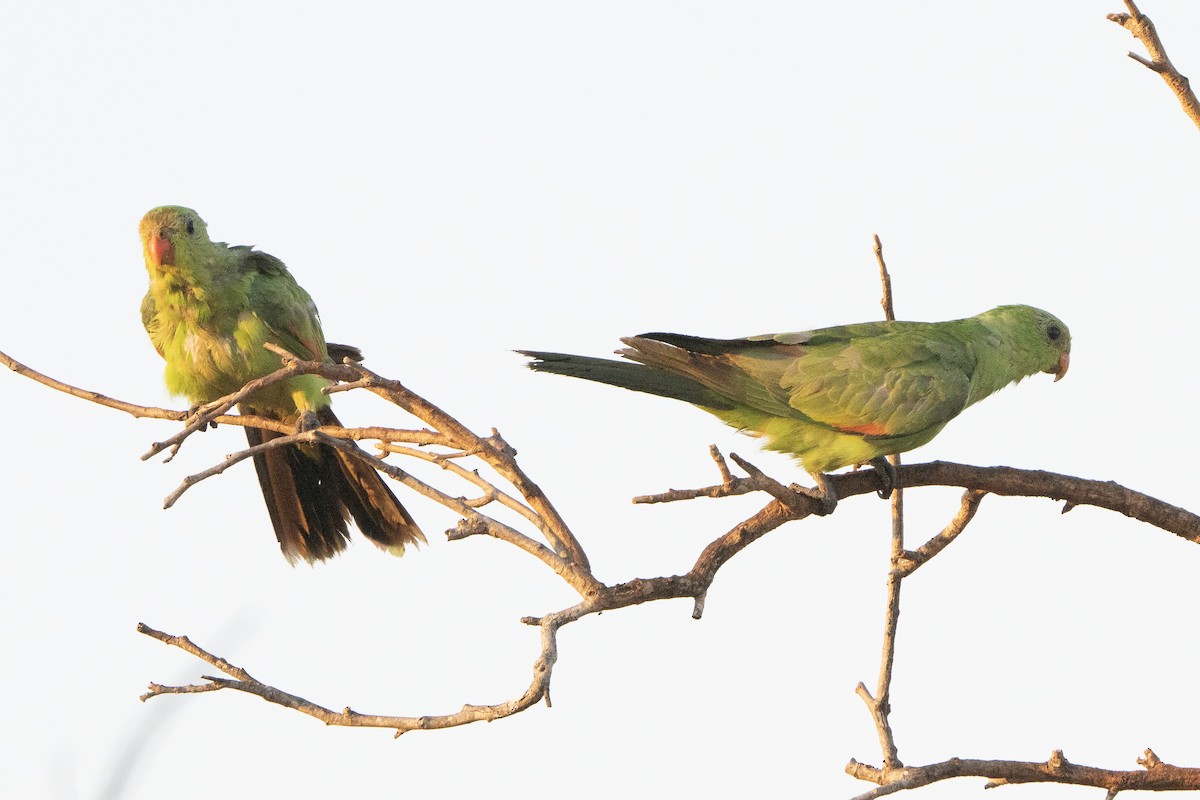 Red-winged Parrot - ML642902314