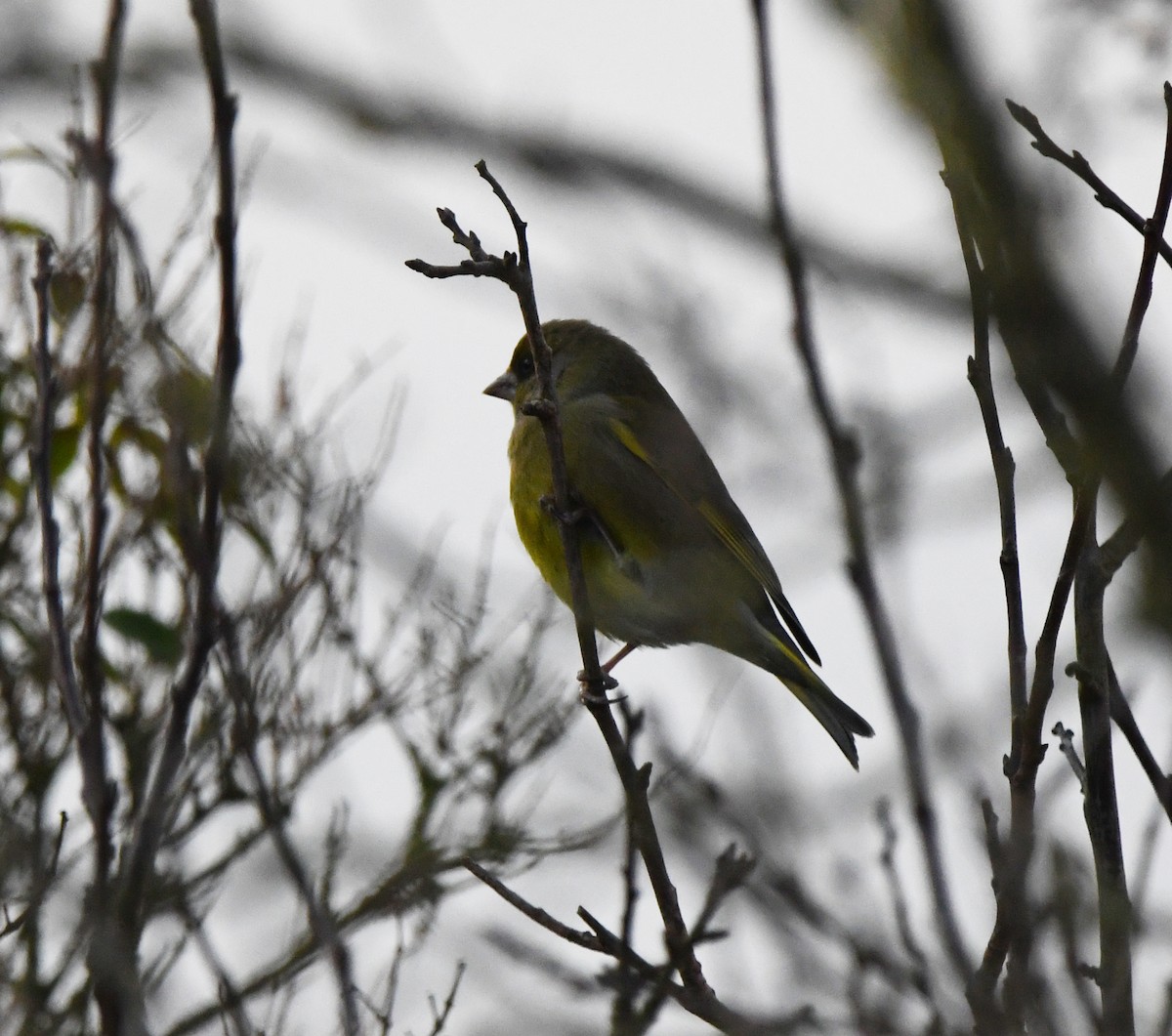 European Greenfinch - ML642902316