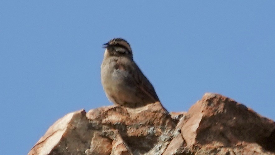 Cape Bunting - ML642902326
