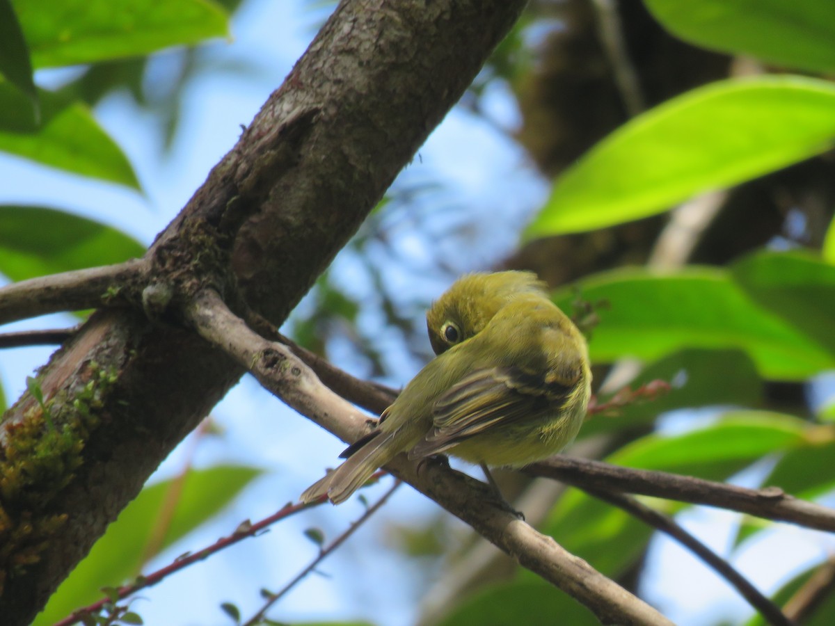 Yellowish Flycatcher - ML642902328