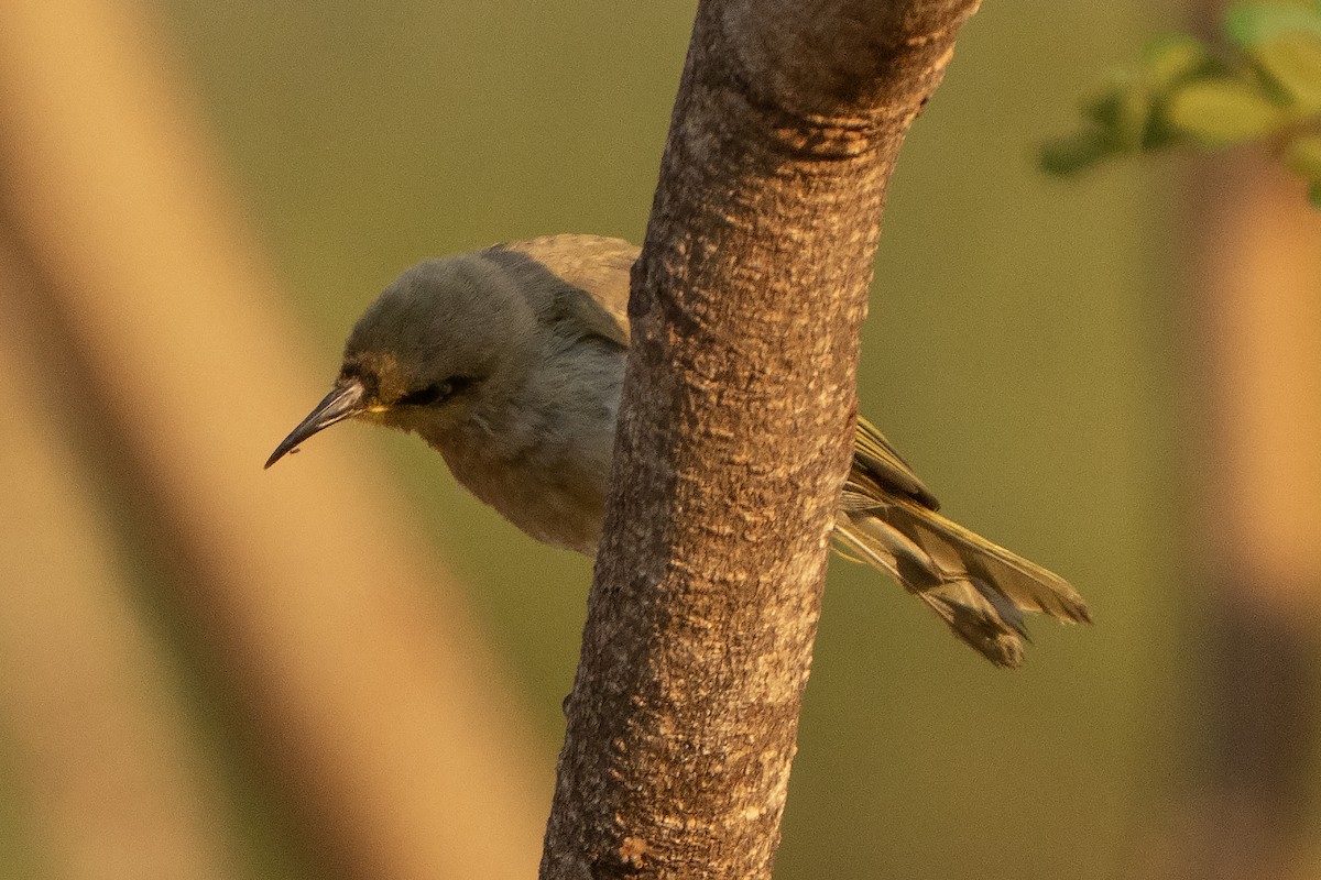 Brown Honeyeater - ML642902333