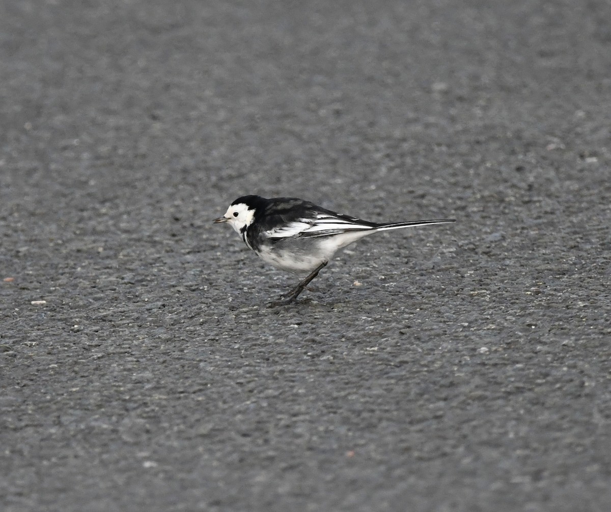 White Wagtail (British) - ML642902336