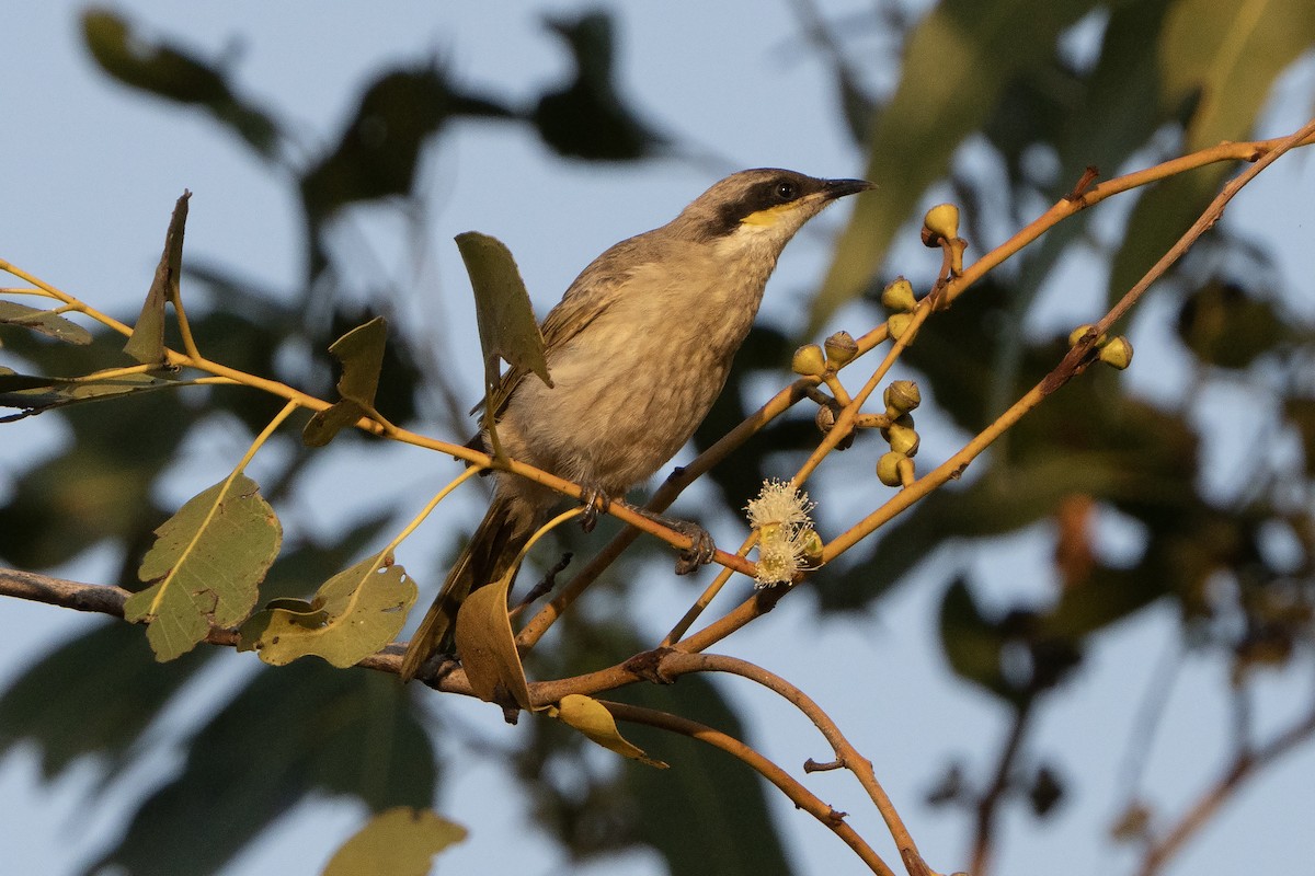 Singing Honeyeater - ML642902337