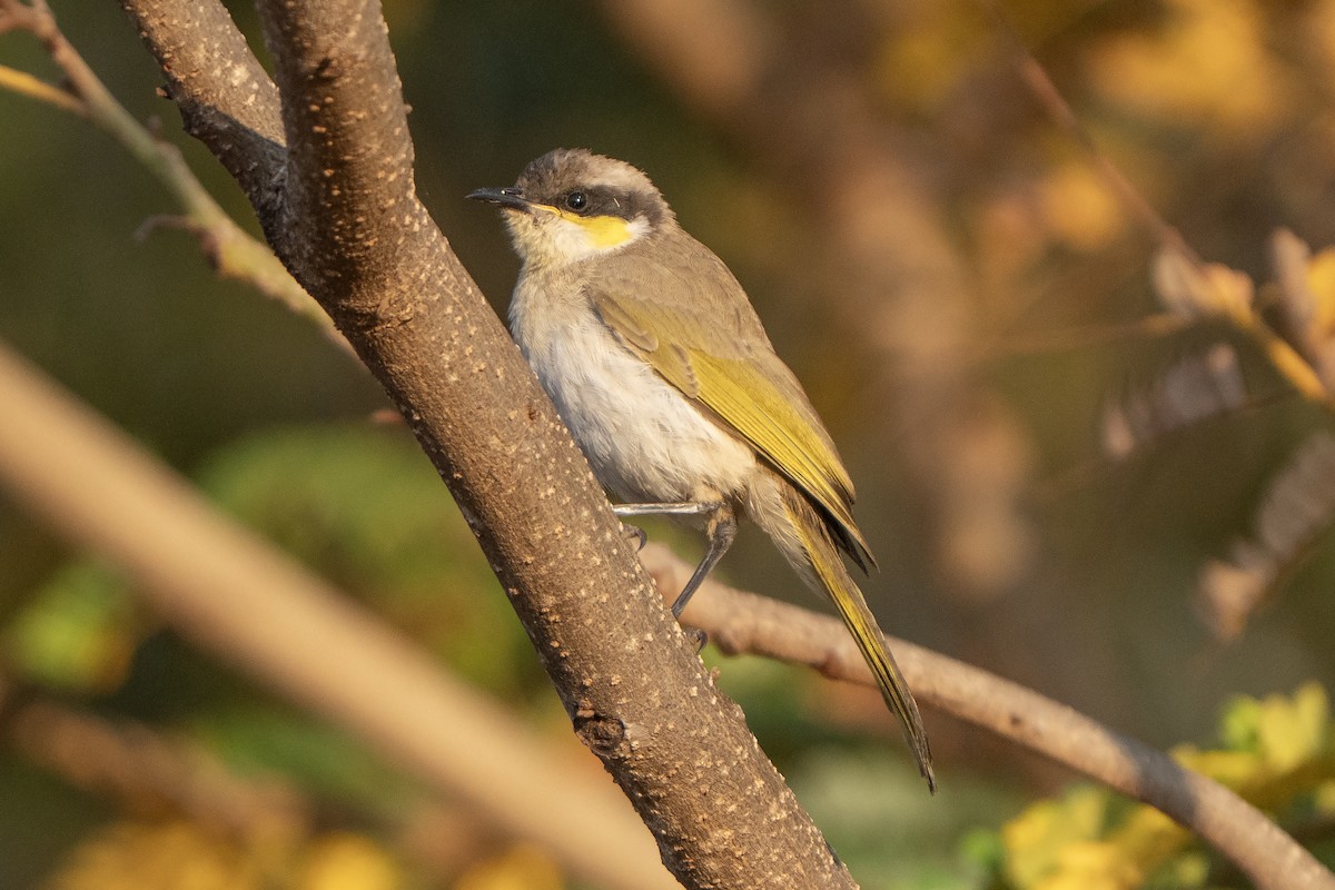 Singing Honeyeater - ML642902339