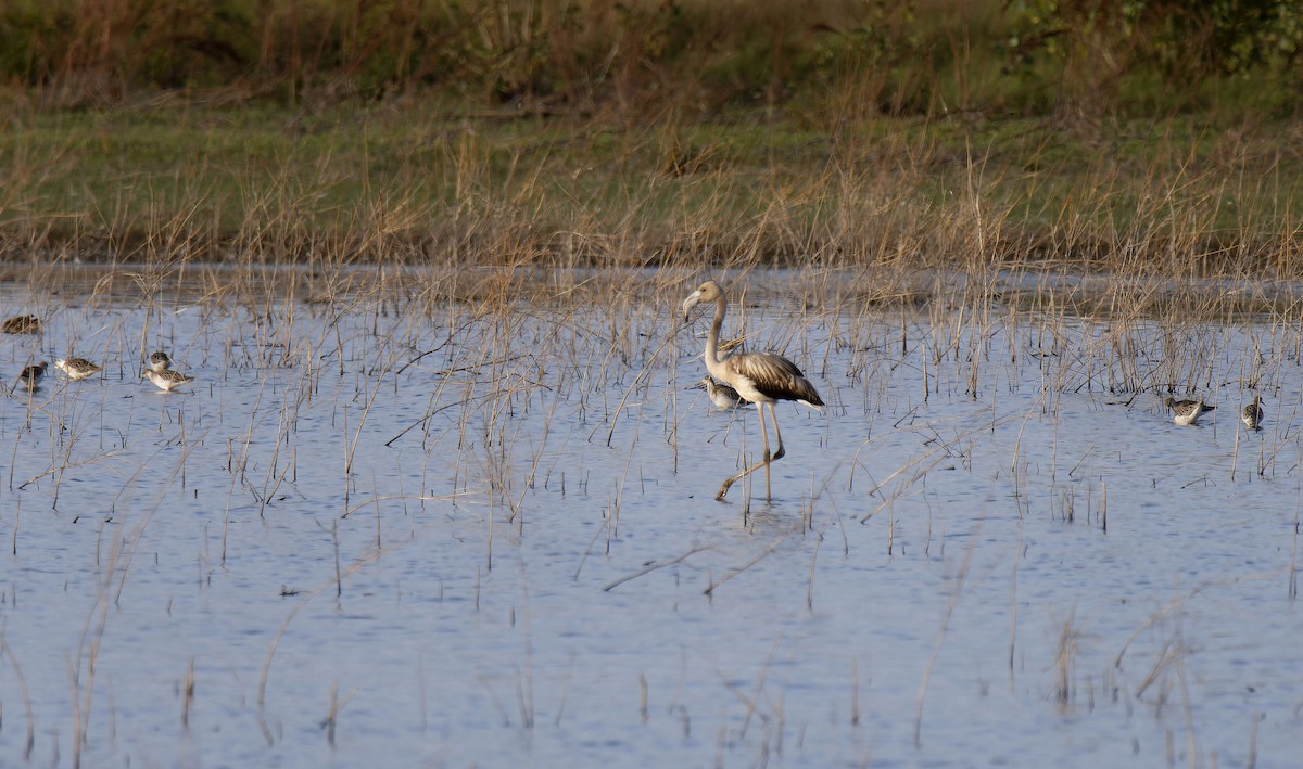 Greater Flamingo - ML642902342