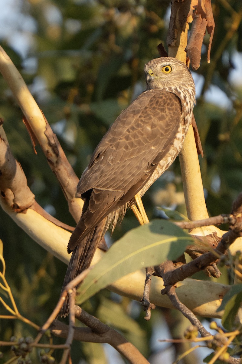 Collared Sparrowhawk - ML642902344