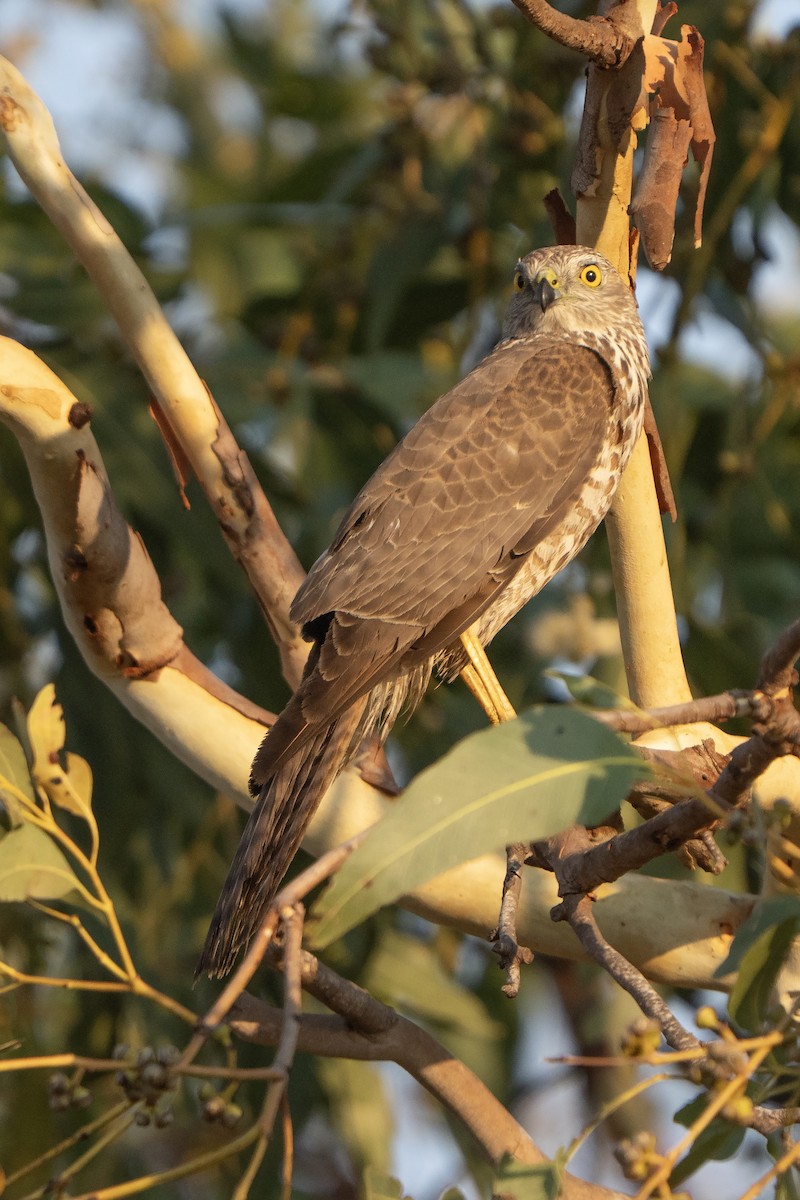 Collared Sparrowhawk - ML642902345