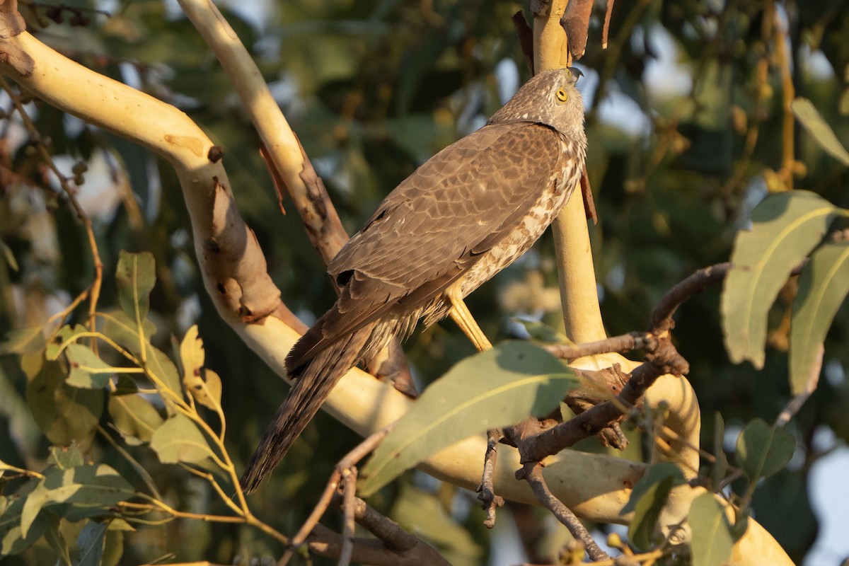 Collared Sparrowhawk - ML642902346