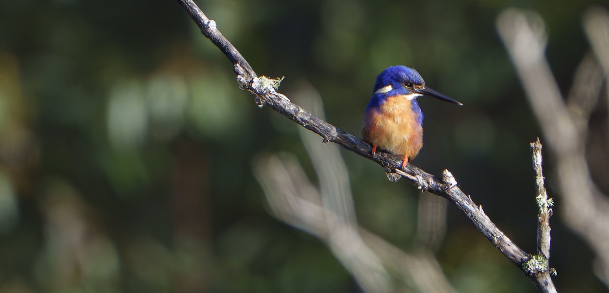 Azure Kingfisher - ML642902349