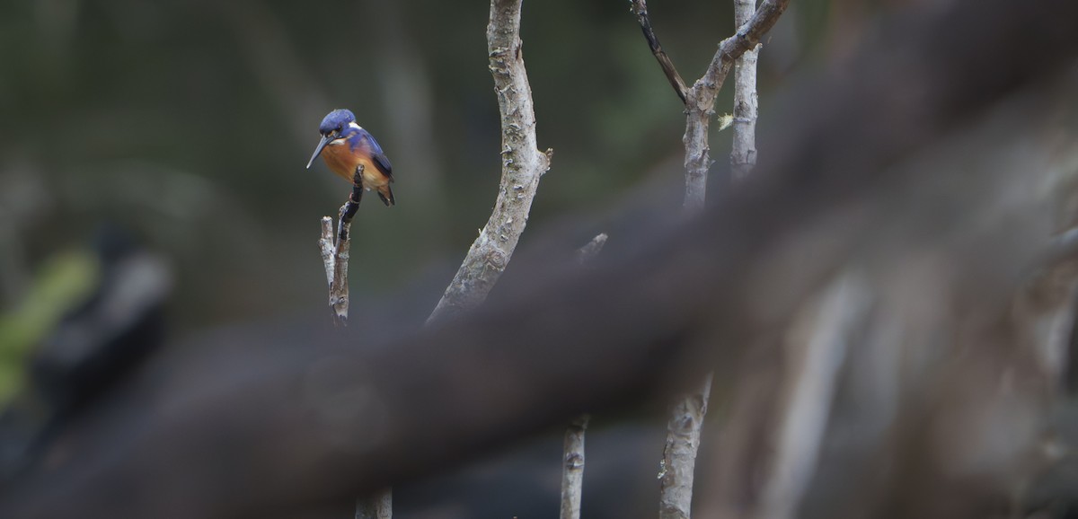 Azure Kingfisher - ML642902351