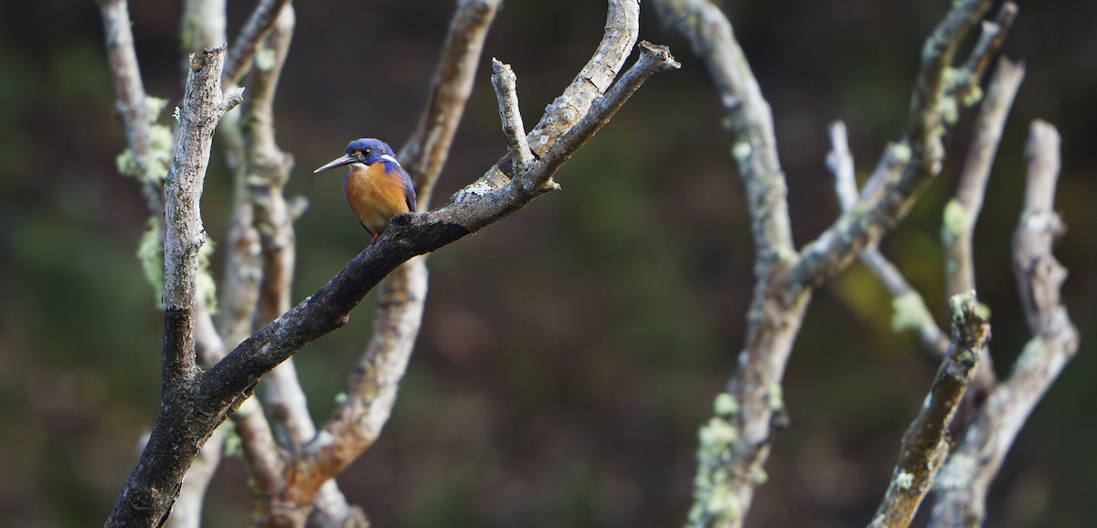 Azure Kingfisher - ML642902352