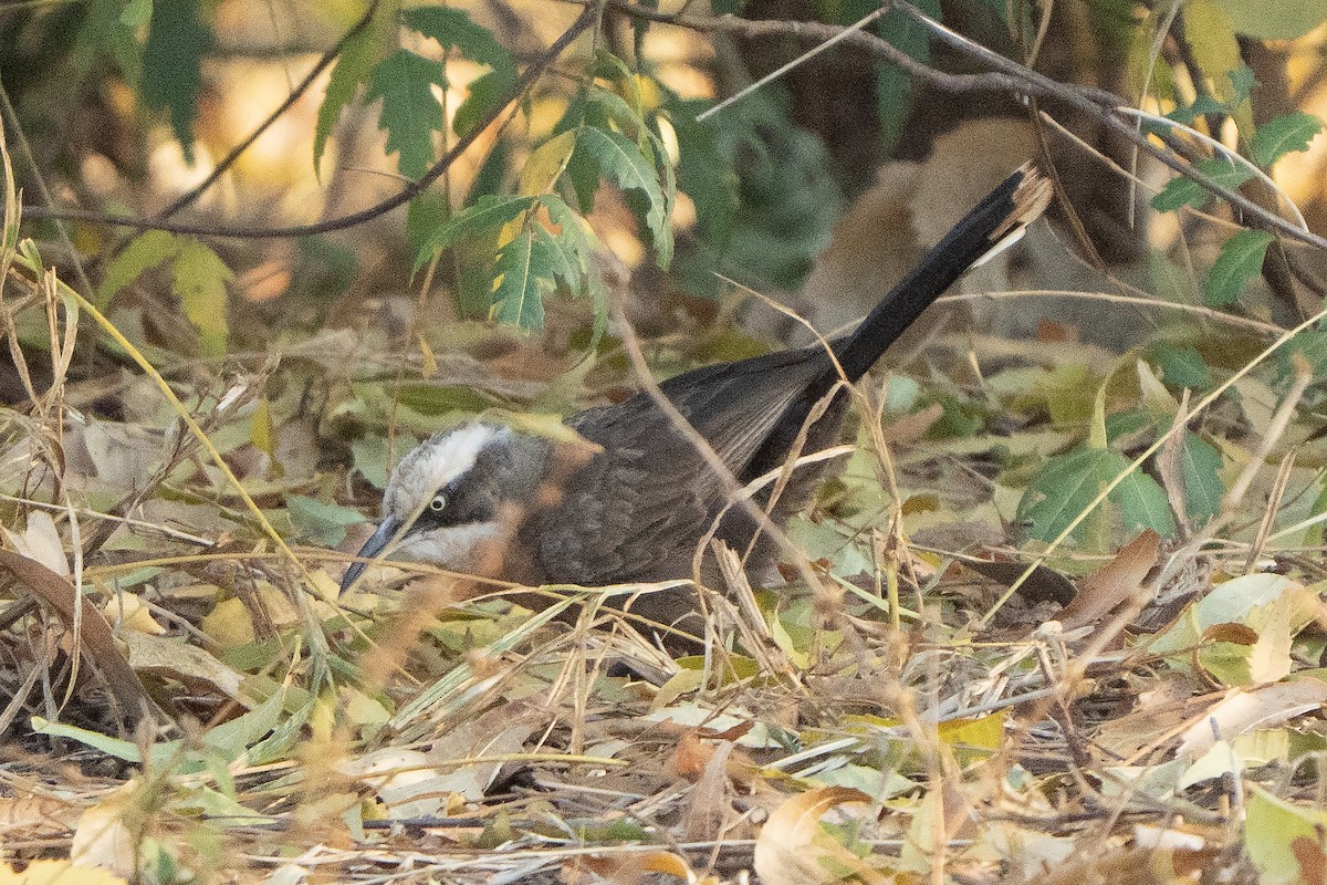 Gray-crowned Babbler - ML642902356