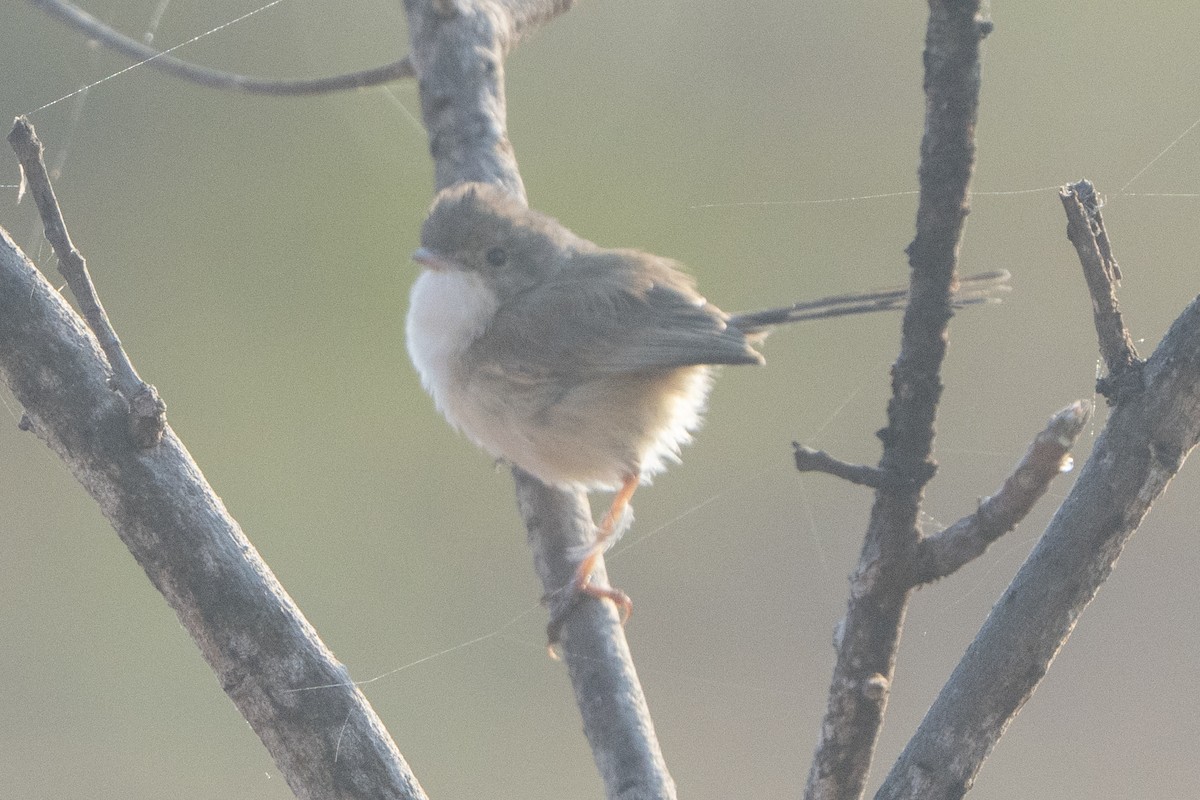 Red-backed Fairywren - ML642902361