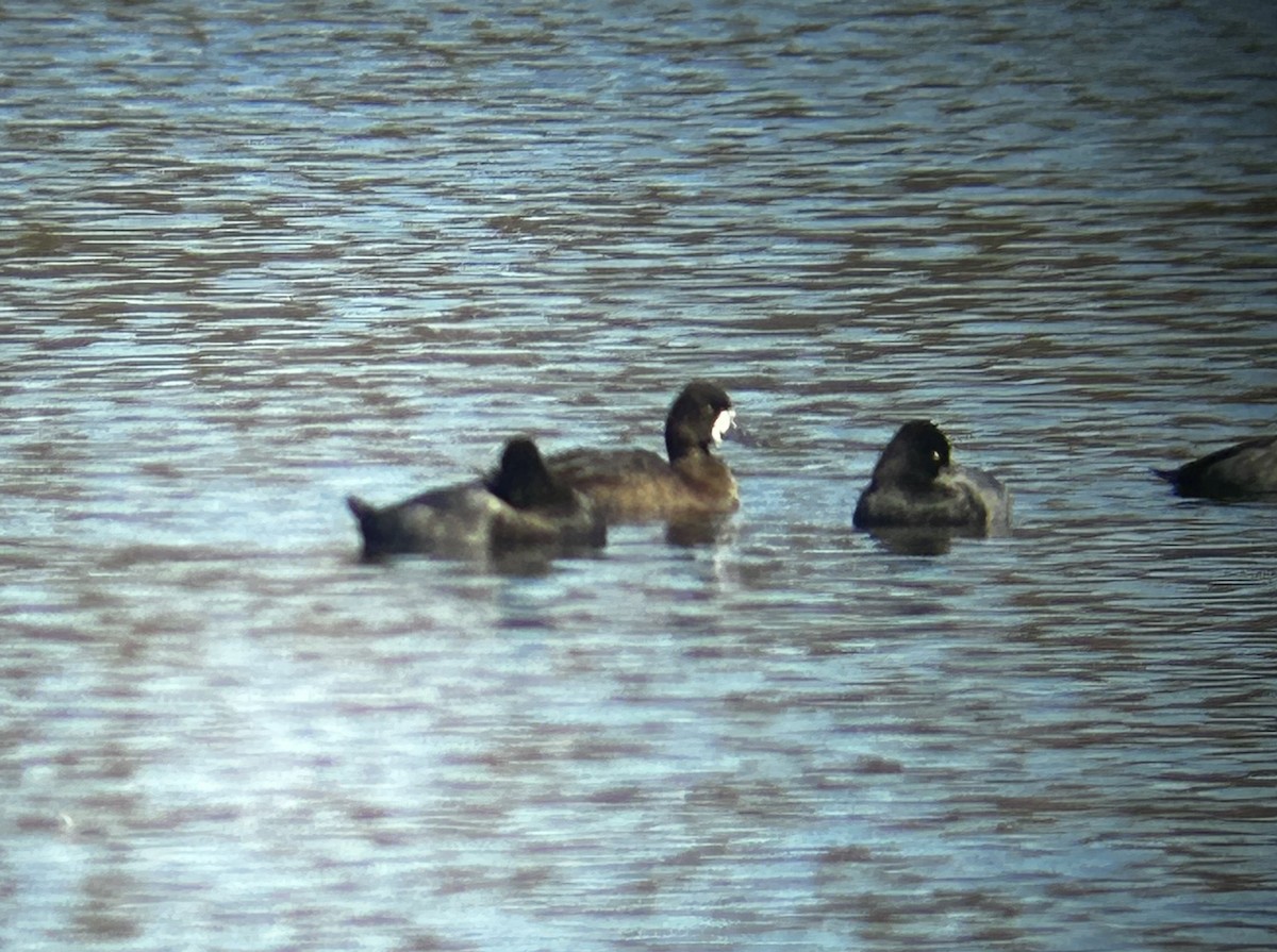 Lesser Scaup - ML642902369