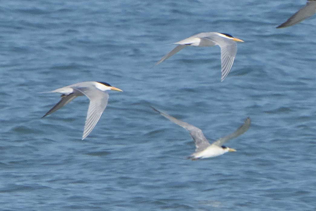 Lesser Crested Tern - ML642902370