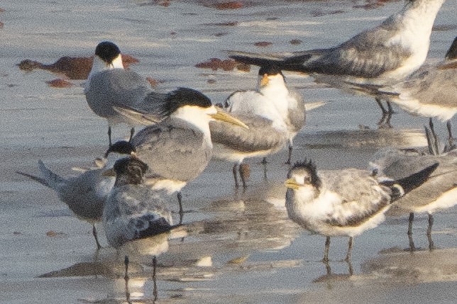 Great Crested Tern - ML642902373