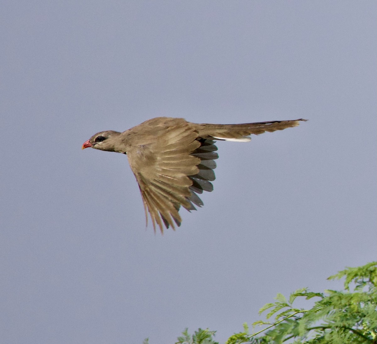 Sirkeer Malkoha - ML642902391