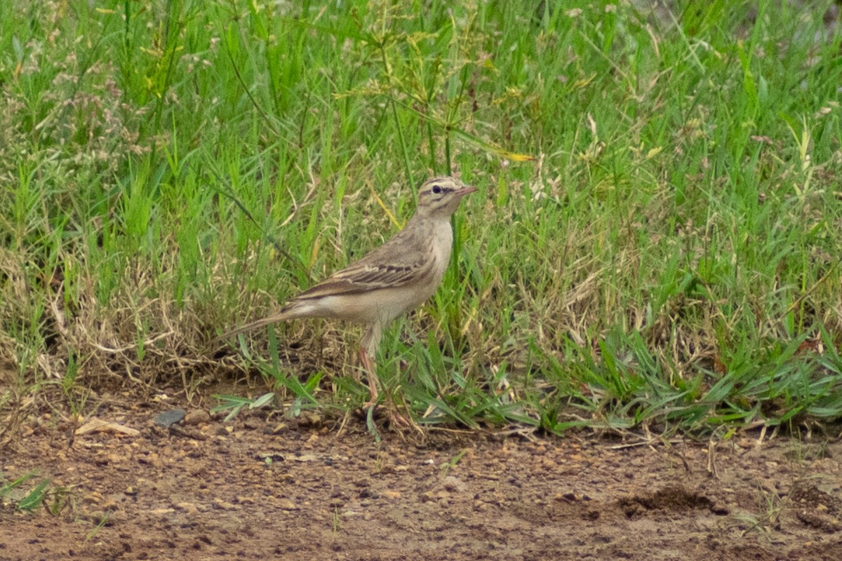 markpiplerke - ML642902393