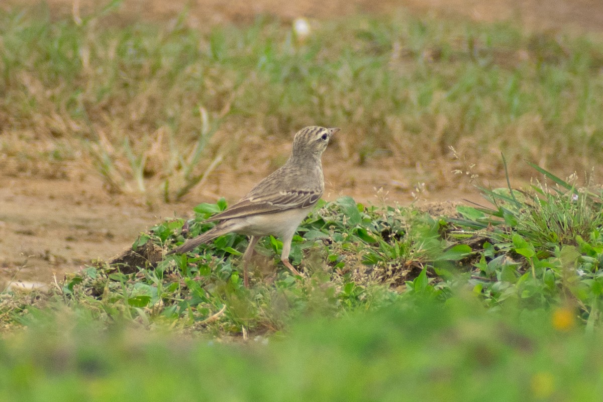 markpiplerke - ML642902394