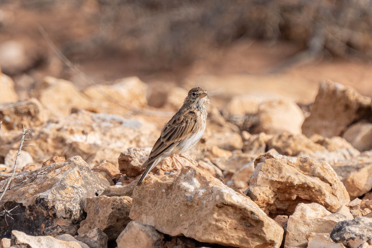 Mediterranean Short-toed Lark - ML642902396