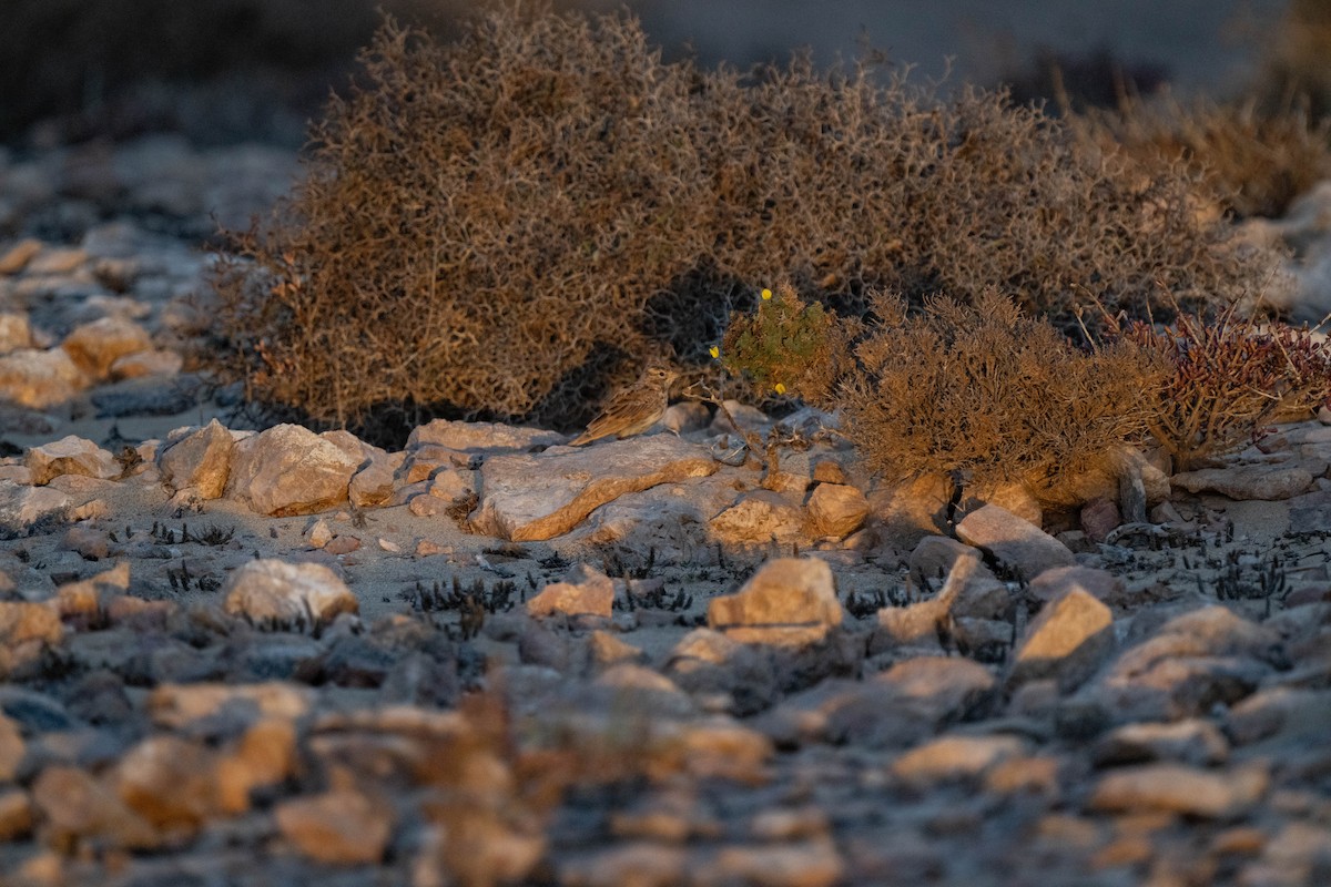 Mediterranean Short-toed Lark - ML642902398