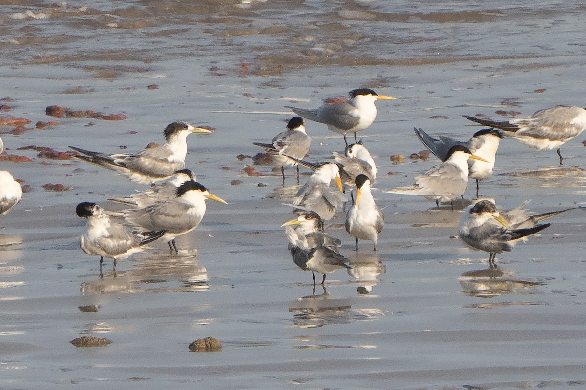 Lesser Crested Tern - ML642902403