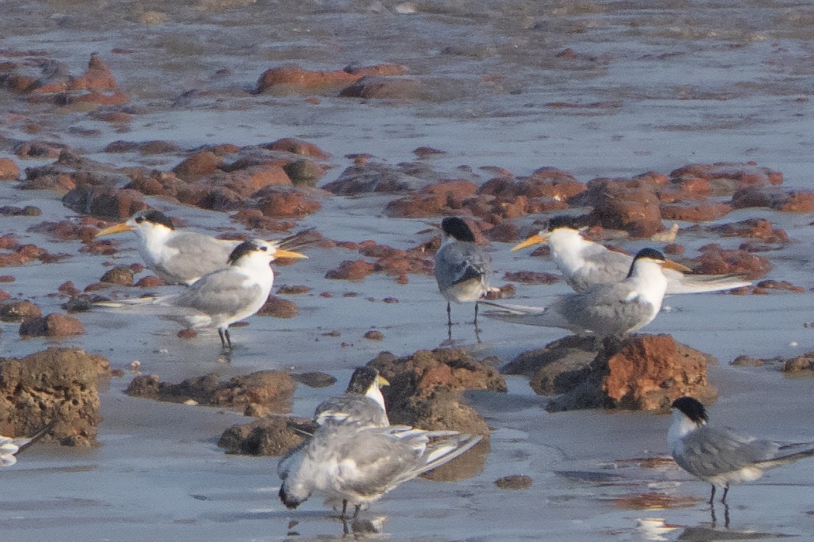 Lesser Crested Tern - ML642902404