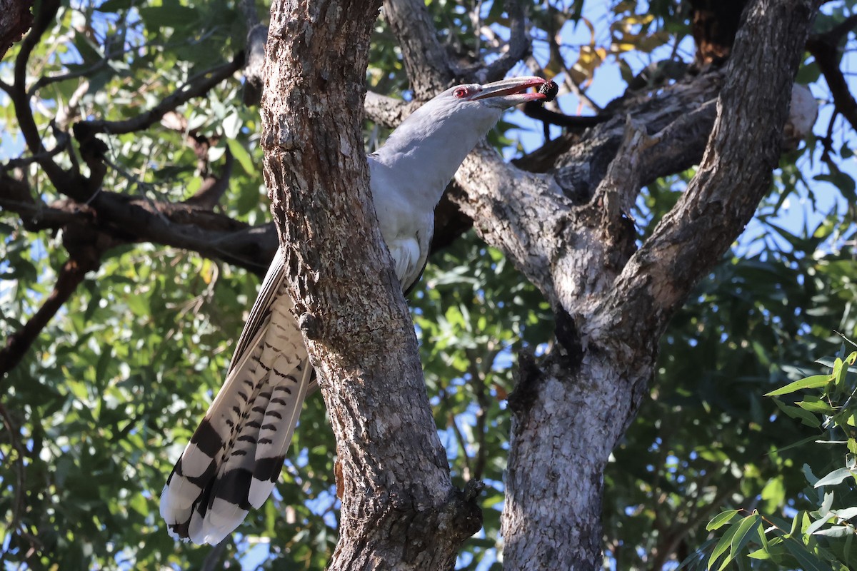 Channel-billed Cuckoo - ML642902405