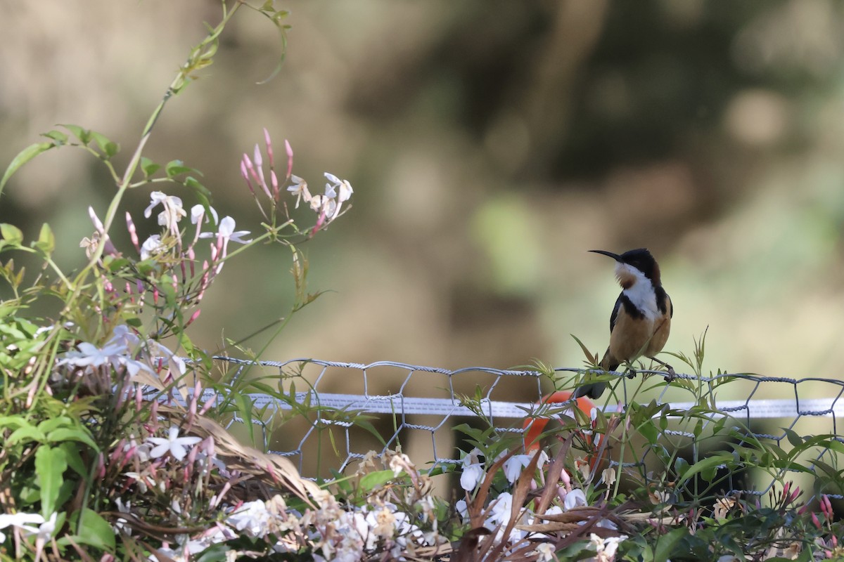 Eastern Spinebill - ML642902409