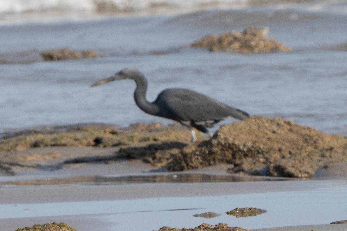 Pacific Reef-Heron - ML642902410