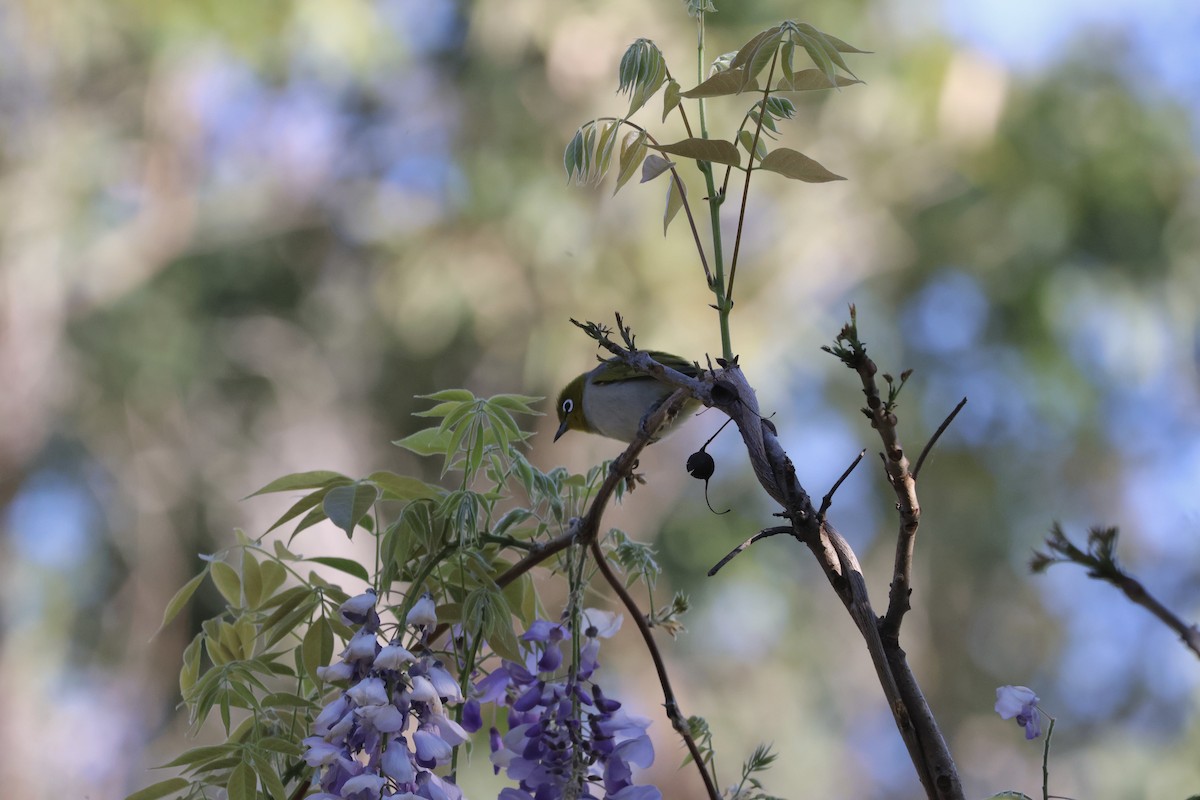 Silvereye - ML642902411