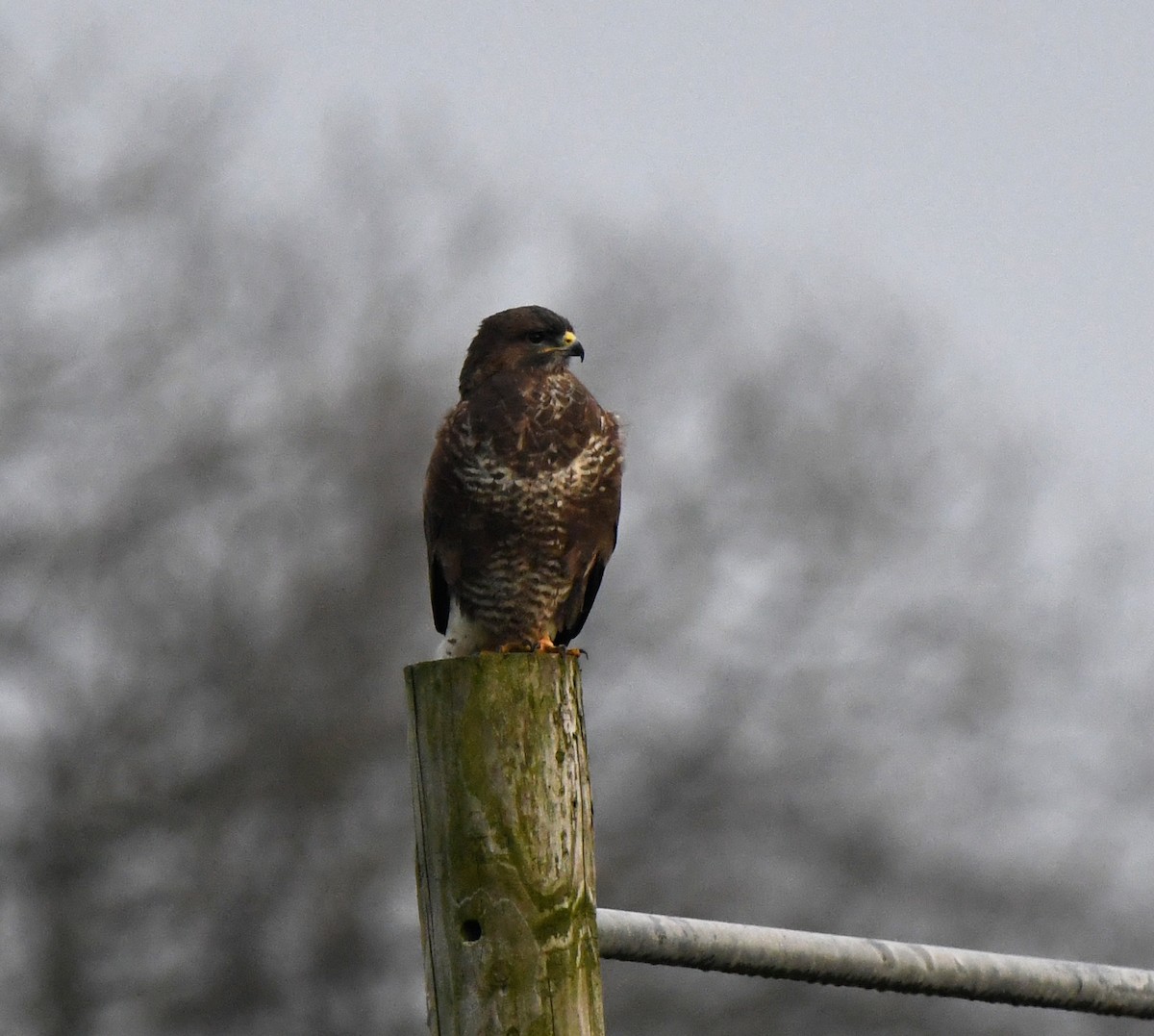 Buse variable (buteo) - ML642902412