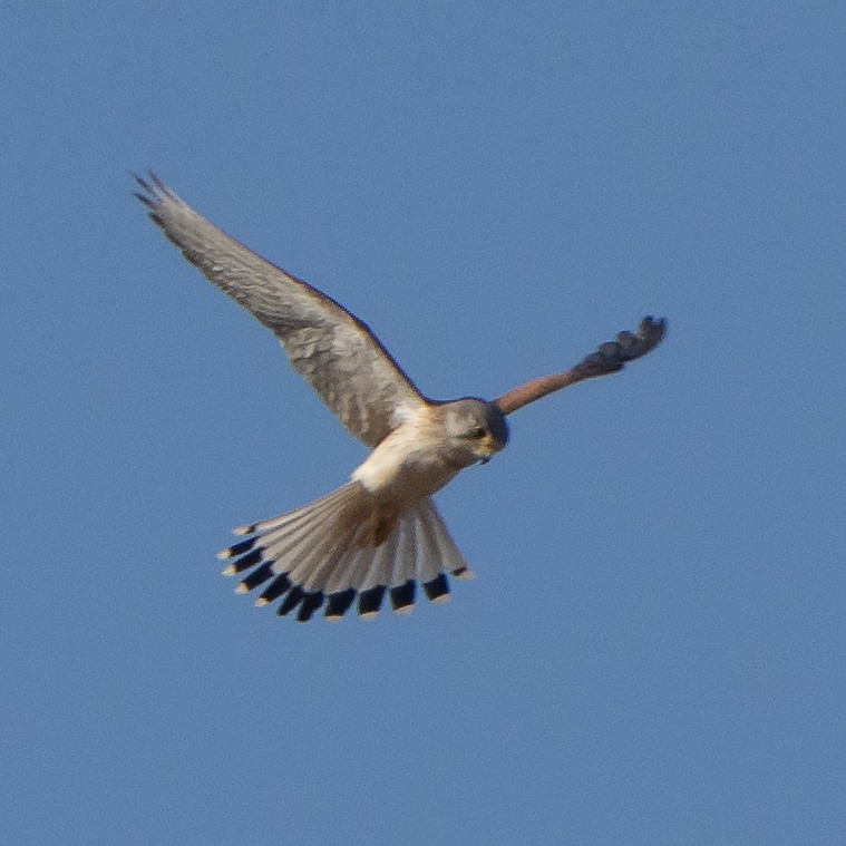 Nankeen Kestrel - ML642902413