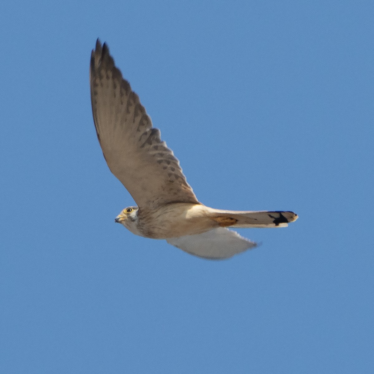 Nankeen Kestrel - ML642902414